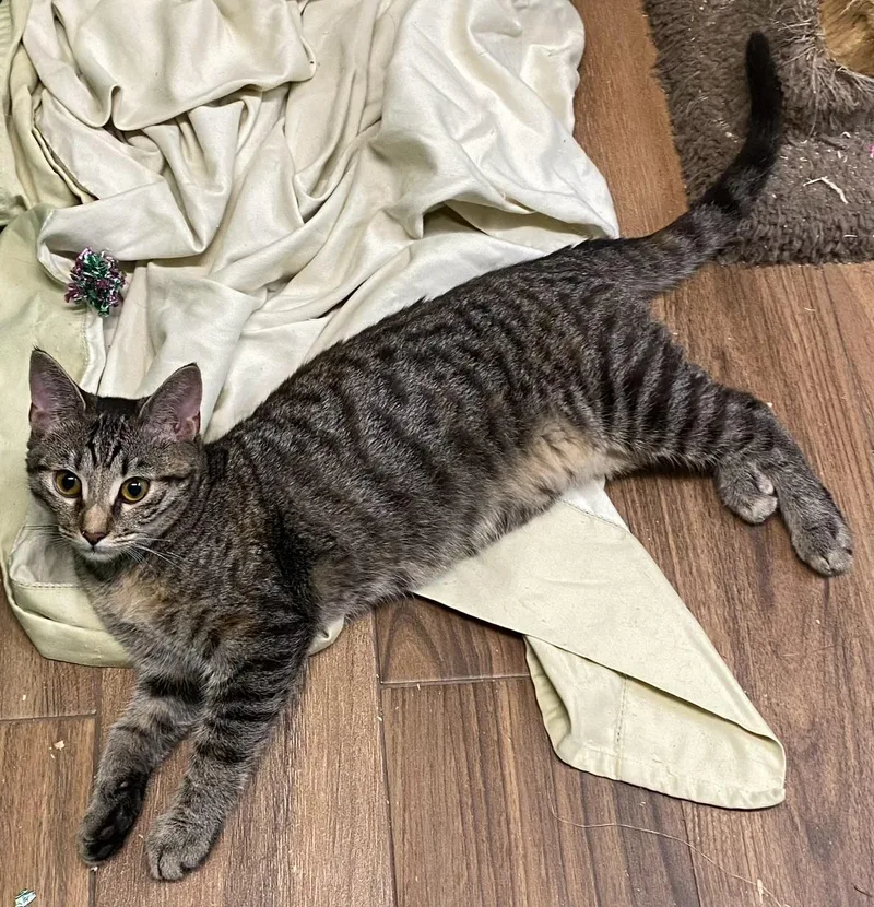 A baby medium-sized male Tabby (Brown / Chocolate) Domestic Short Hair cat named Jelly Roll for adoption in Los Angeles, CA