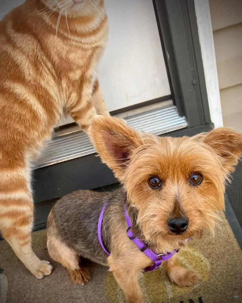 An adult small-sized female Australian Terrier dog named Trixie for adoption in Richmond, KY