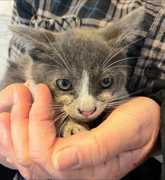 A young medium-sized male Domestic Short Hair cat named Jack for adoption in Midway City, CA