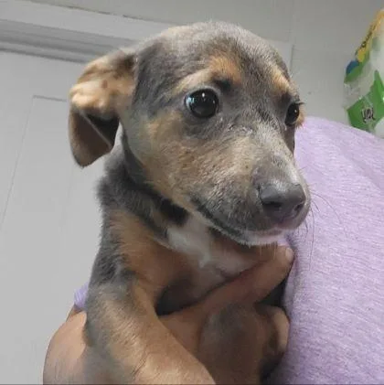 A baby small-sized female Mixed Breed dog named Angie for adoption in Westland, MI
