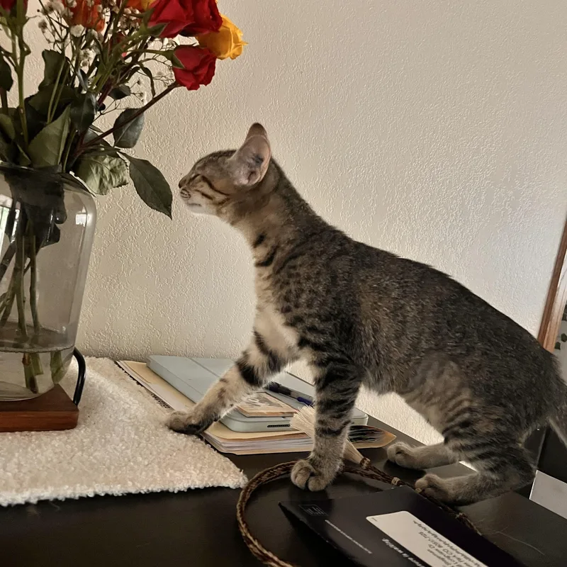 A baby medium-sized female Tabby (Gray / Blue / Silver) Tabby cat named Missy for adoption in Estes Park, CO