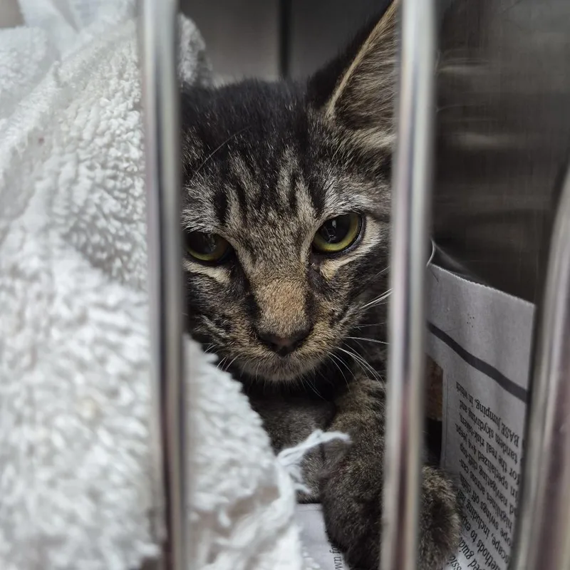 A young small-sized male Domestic Short Hair cat named Crackers for adoption in Ardmore, OK