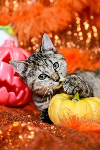 A baby small-sized female Domestic Short Hair cat named Hallie for adoption in Dothan, AL