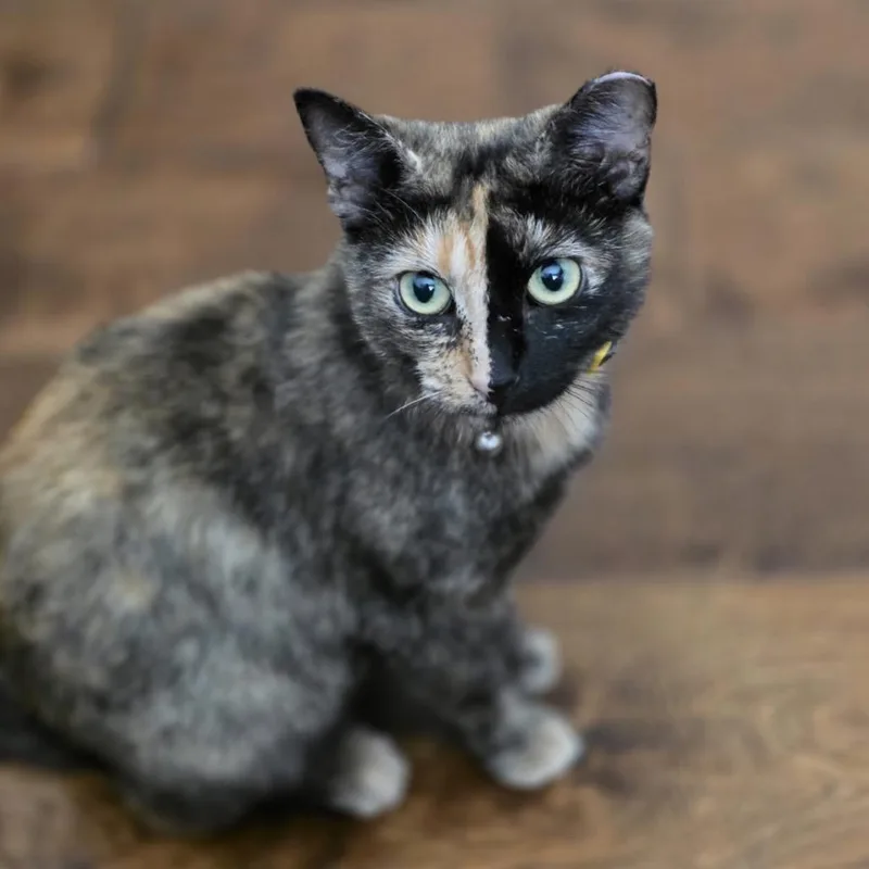 An adult small-sized female Tortoiseshell Domestic Short Hair cat named Charlotte for adoption in Long Beach, CA