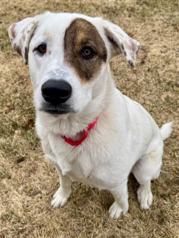 A young large-sized male Great Pyrenees dog named Cosmo for adoption in Golden, CO