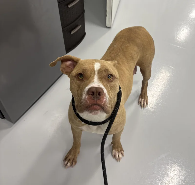 An adult medium-sized female Pit Bull Terrier dog named Magnolia for adoption in Kankakee, IL
