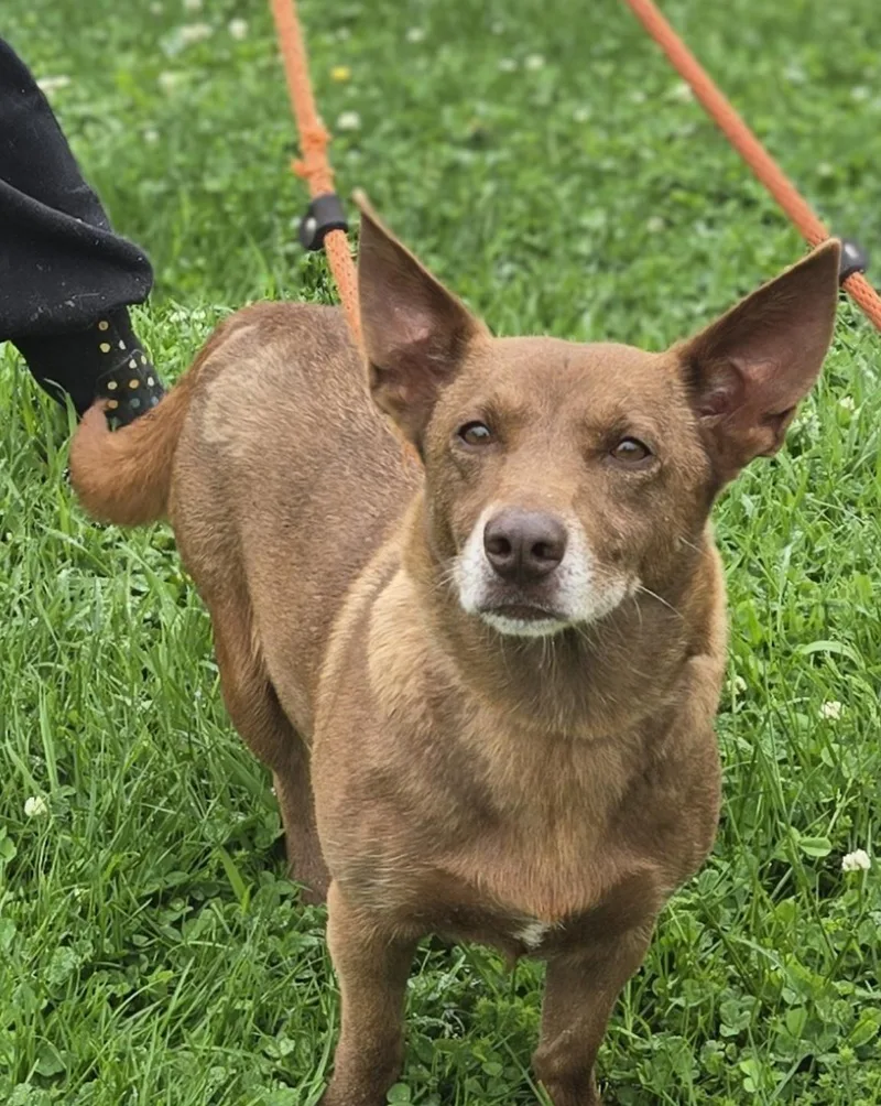 A young small-sized female Corgi dog named Ginger for adoption in Coatesville, PA