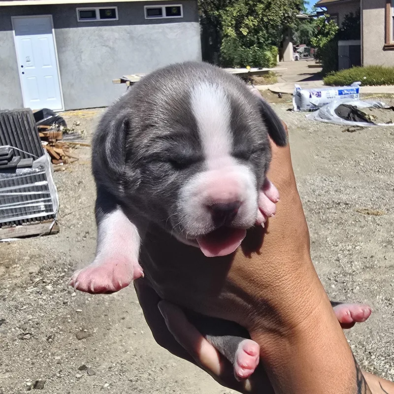 A baby medium-sized female Gray / Blue / Silver Pit Bull Terrier dog named Chloe for adoption in Brentwood, CA