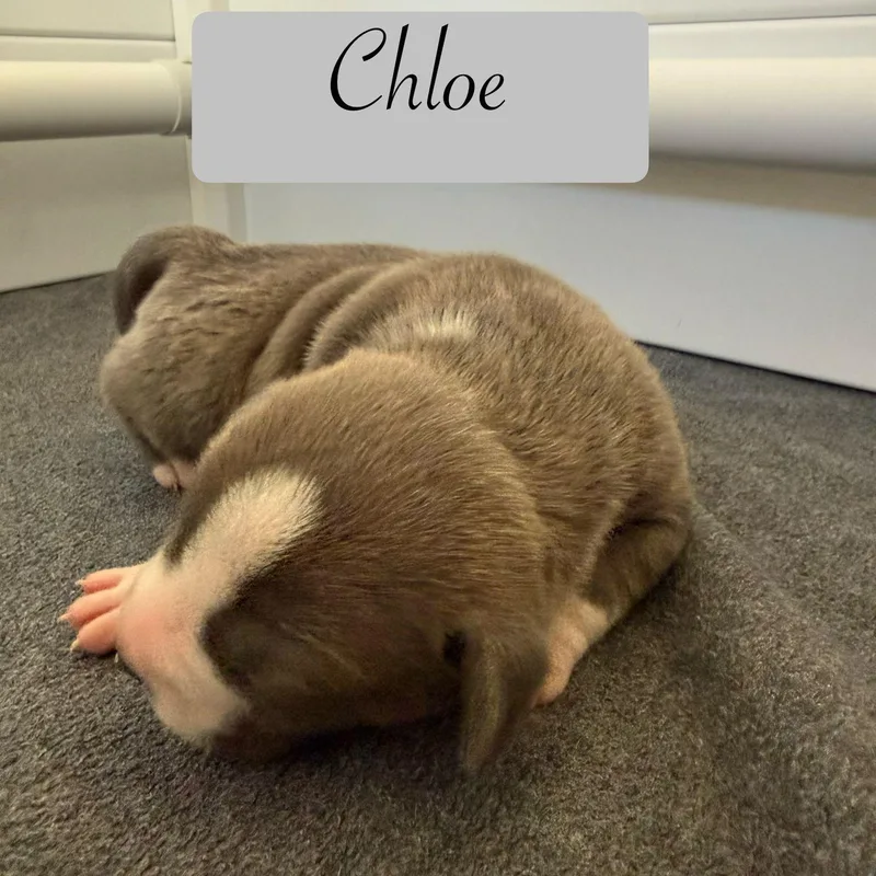 Chloe thumbnail 2