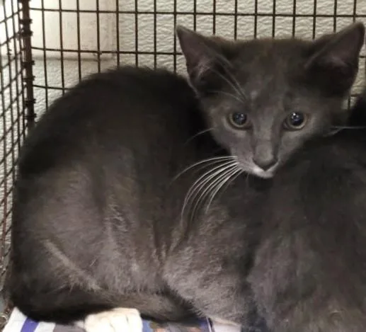 A baby small-sized male Domestic Short Hair cat named Po for adoption in Los Angeles, CA