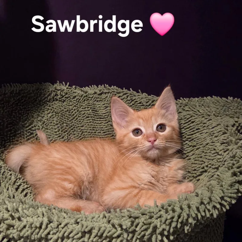A baby small-sized female Orange / Red Domestic Short Hair cat named Sawbridge for adoption in Fredericksburg, VA