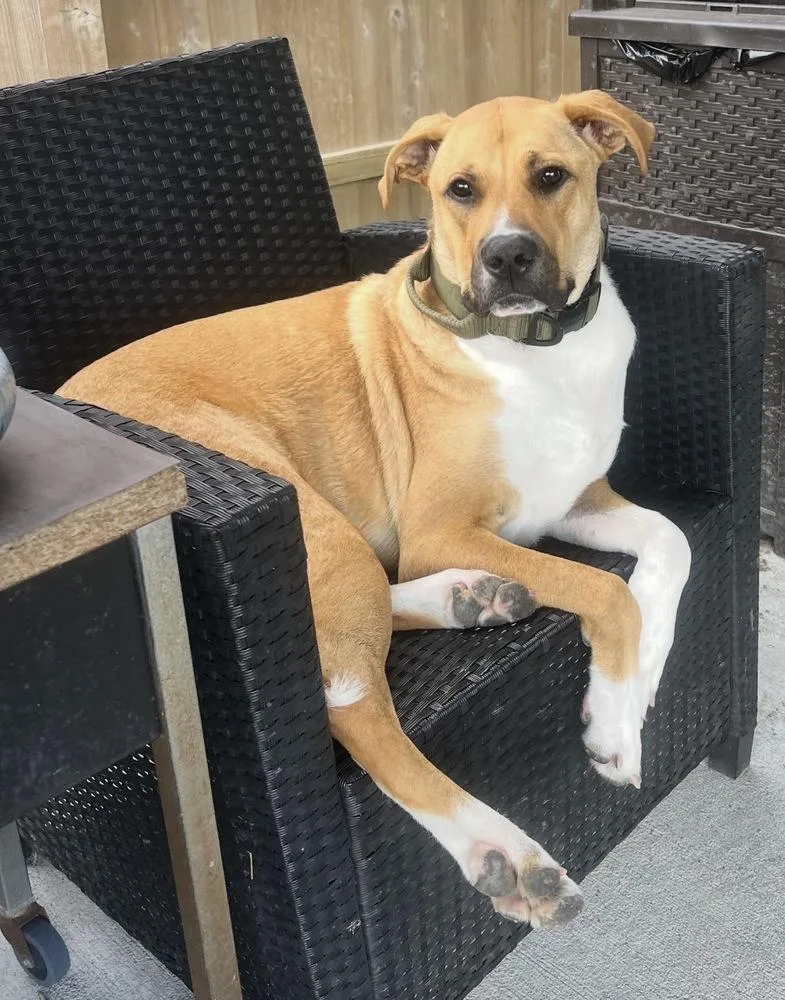 Harley Quinn thumbnail 2