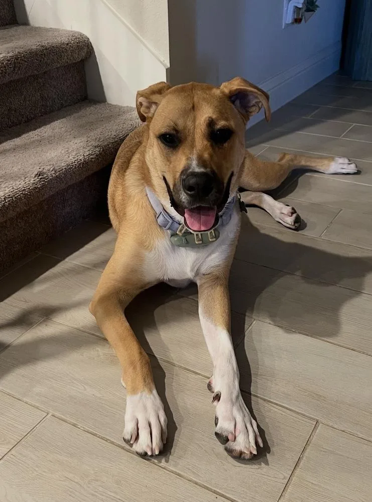 Harley Quinn thumbnail 3