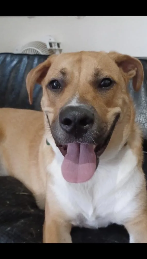 Harley Quinn thumbnail 4