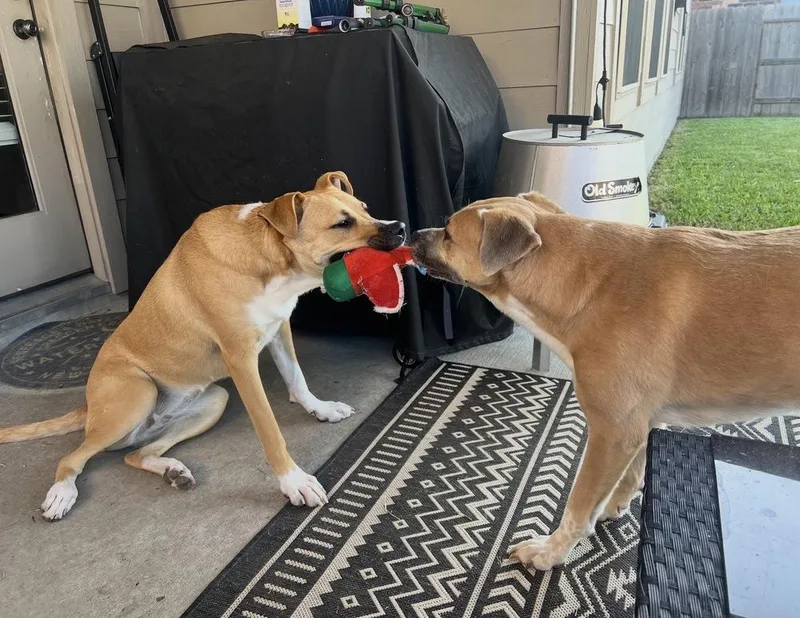 Harley Quinn thumbnail 6