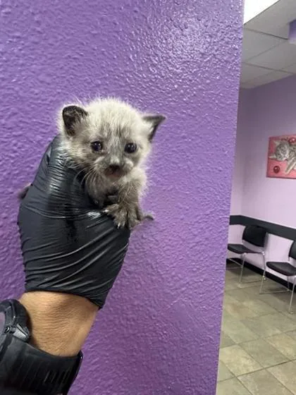 A baby small-sized male Cream / Ivory Domestic Short Hair cat named 60778953 for adoption in El Paso, TX