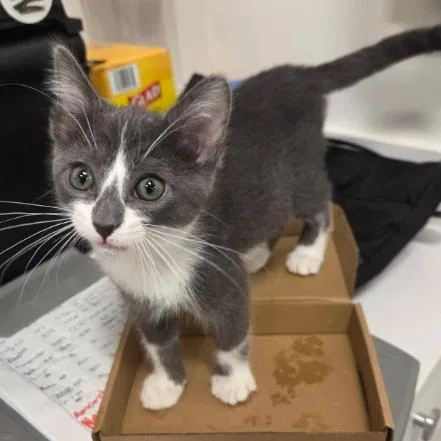 A baby small-sized male Gray / Blue / Silver Domestic Short Hair cat named Truman for adoption in Coralville, IA