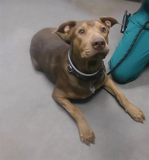 A young large-sized male Doberman Pinscher dog named Graham for adoption in Phoenix, AZ
