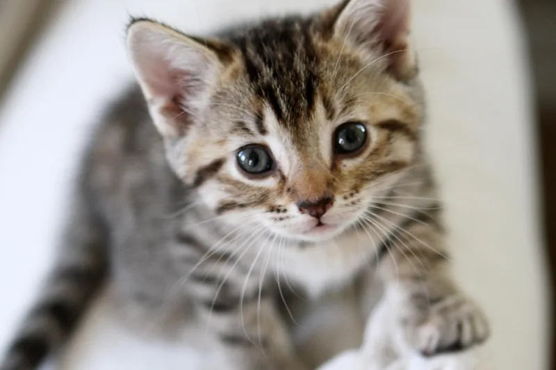 A baby medium-sized female Tabby (Brown / Chocolate) Domestic Short Hair cat named Fern for adoption in Mission Viejo, CA