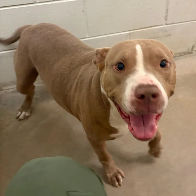 An adult medium-sized female Red / Chestnut / Orange Terrier dog named Peanut  U for adoption in Tupelo, MS