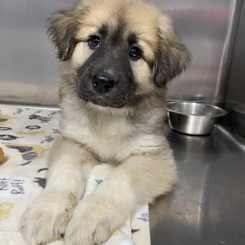 A baby large-sized female Brown / Chocolate Great Pyrenees dog named Lucy for adoption in Tinley Park, IL