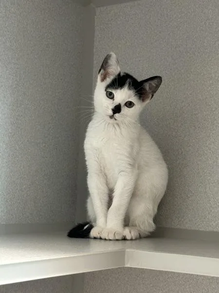 A baby medium-sized male Domestic Short Hair cat named Chester for adoption in Stratham, NH