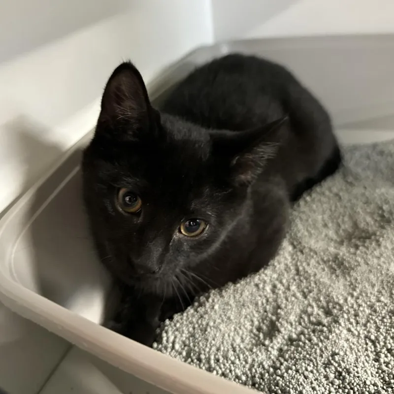 A baby small-sized female Black Domestic Short Hair cat named Chico for adoption in Hamburg, NY