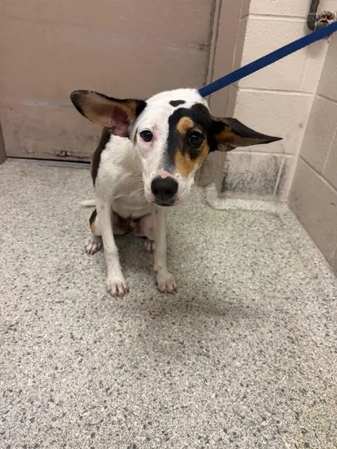A young medium-sized female Australian Cattle Dog / Blue Heeler dog named Peony for adoption in Conroe, TX