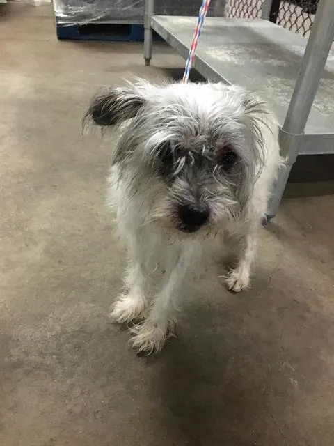 A young small-sized male Mixed Breed dog named Austin for adoption in Dallas, TX