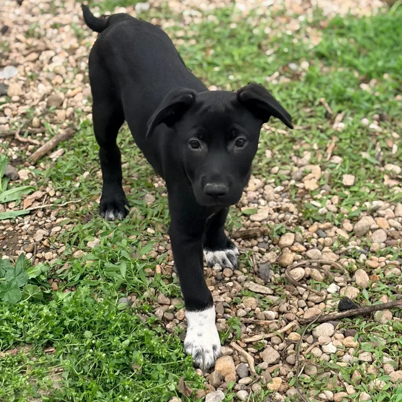 A young medium-sized female Black German Shepherd Dog dog named Fairy for adoption in Mokena, IL