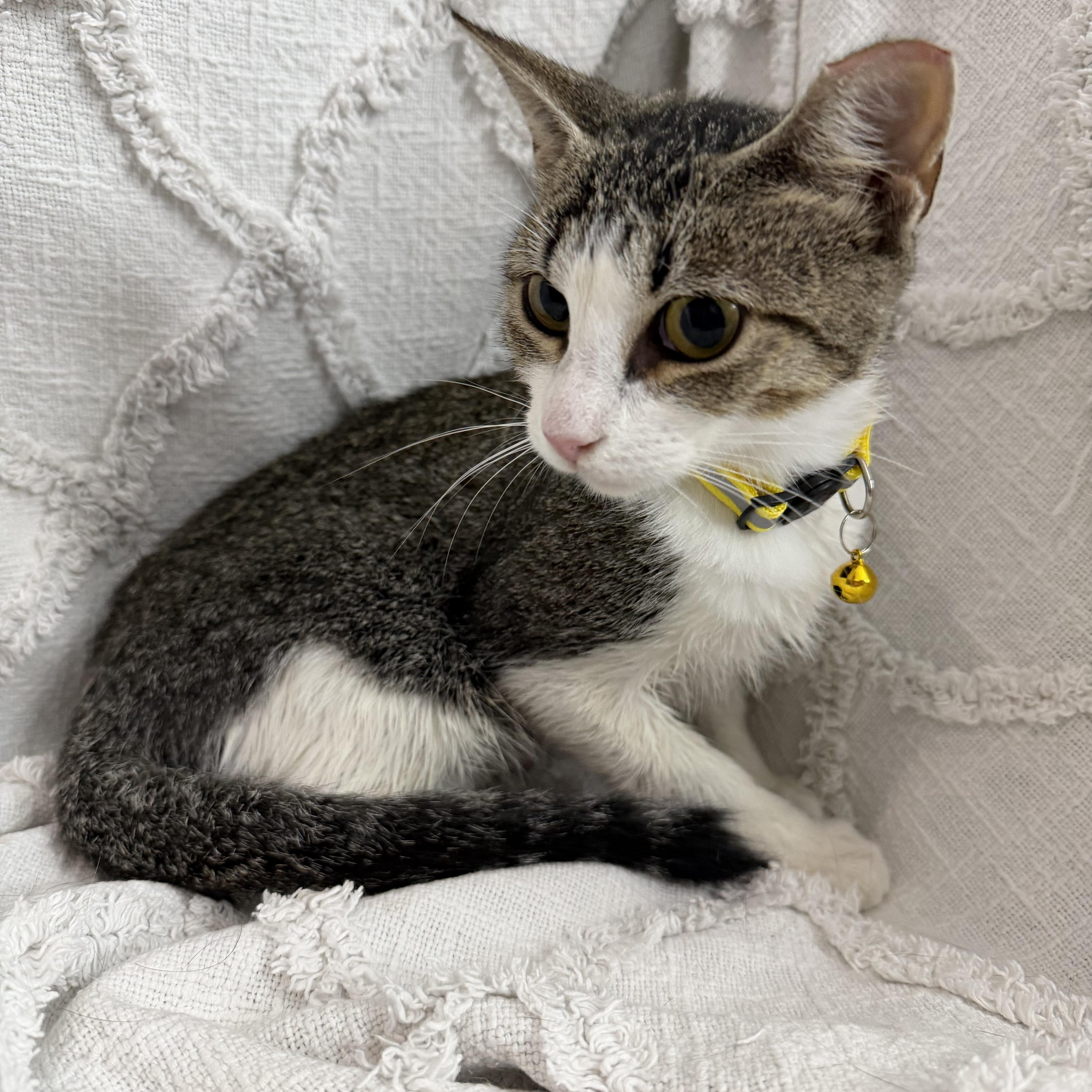 A young medium-sized female Gray & White Domestic Short Hair cat named Guac for adoption in Fredericksburg, VA