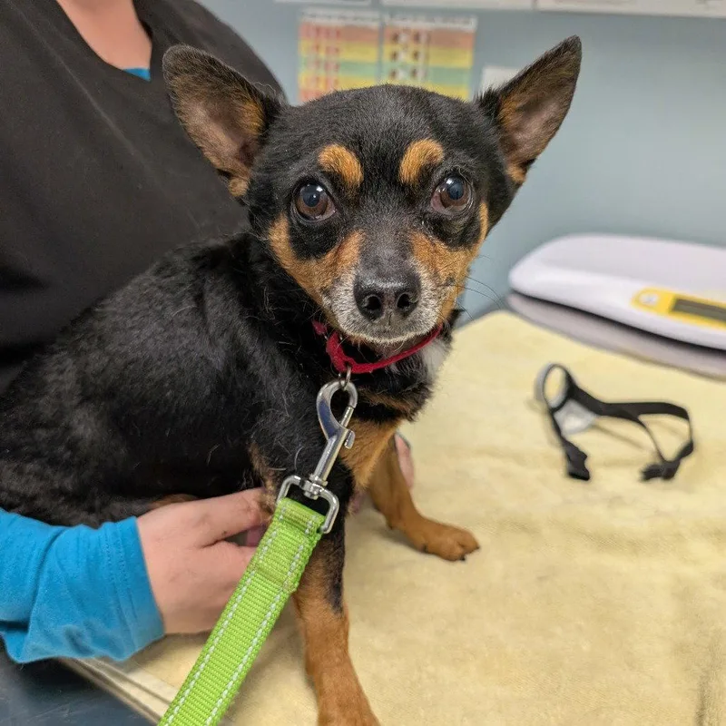 An adult small-sized male Chihuahua dog named Treff for adoption in New Castle, DE
