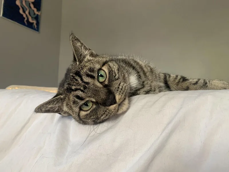An adult medium-sized female Gray / Blue / Silver Domestic Short Hair cat named Bebe for adoption in Rochester, NY