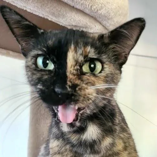 An adult medium-sized female Tortoiseshell Domestic Short Hair cat named Amber for adoption in Fort Worth, TX