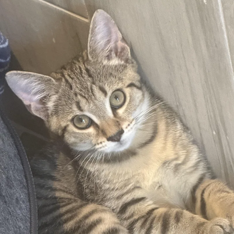 A baby medium-sized male Tabby (Brown / Chocolate) Domestic Short Hair cat named Leo for adoption in Charlotte, NC