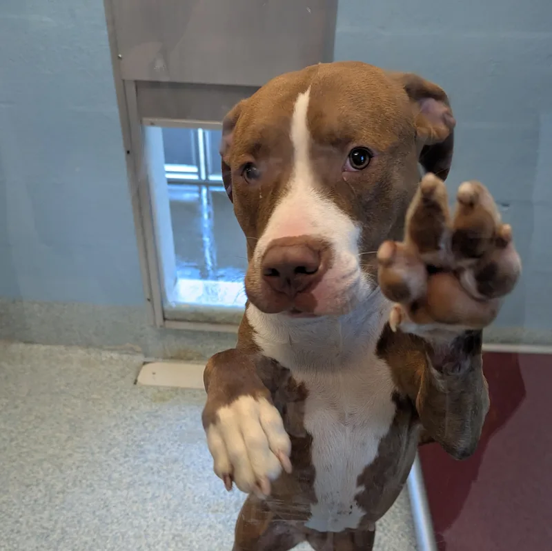 A young large-sized female Brown / Chocolate Pit Bull Terrier dog named Brownie for adoption in Stafford, VA