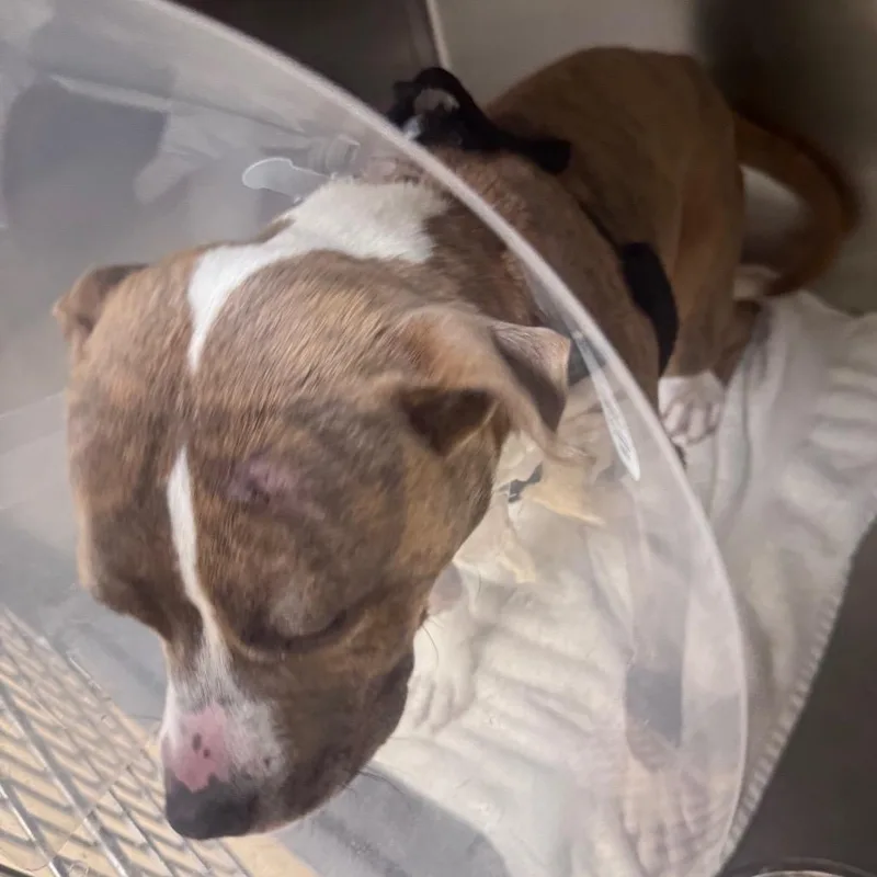 A young medium-sized male Brown / Chocolate Mixed Breed dog named Tow Mater for adoption in Winston-Salem, NC