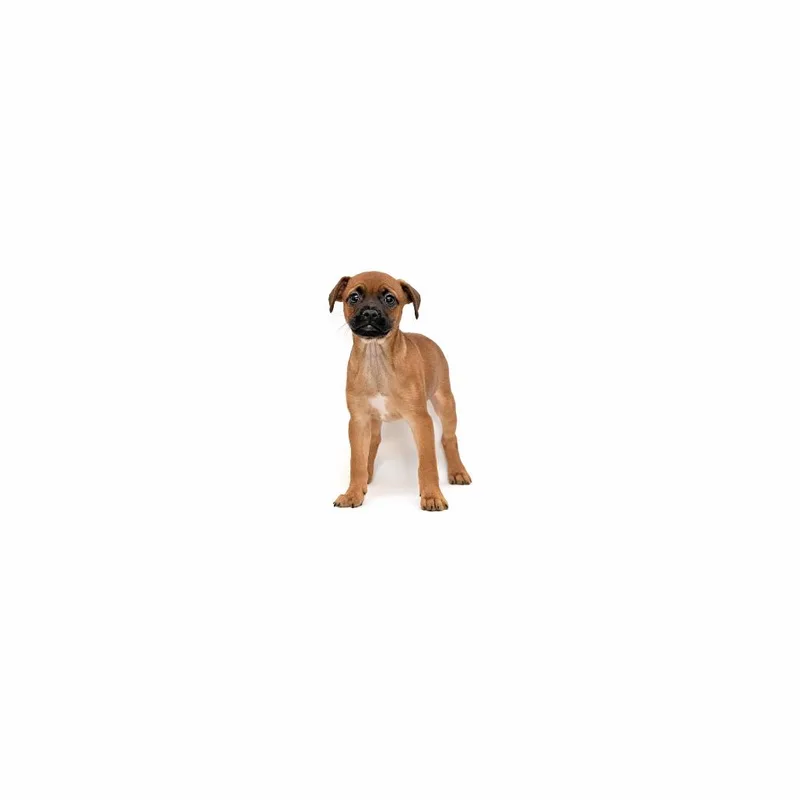 A baby medium-sized female Brown / Chocolate Mixed Breed dog named Riley Tiernan for adoption in Playa Vista, CA