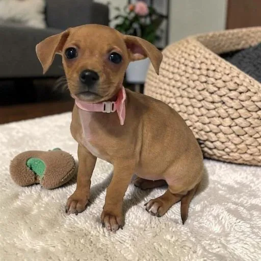 A baby small-sized female Yellow / Tan / Blond / Fawn Chihuahua dog named Pandora for adoption in Fort Worth, TX