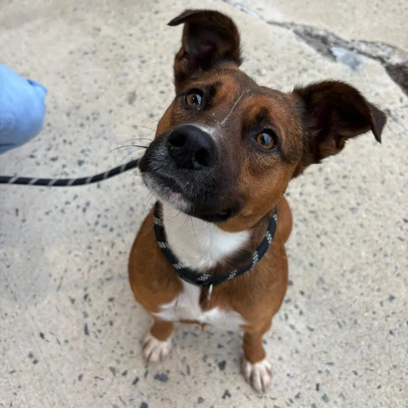 An adult medium-sized female Brown / Chocolate Mixed Breed dog named Mocha for adoption in Charleston, WV