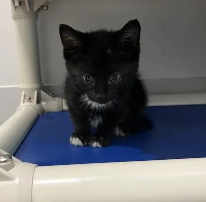 A baby small-sized male Domestic Short Hair cat named Peanut for adoption in Janesville, WI