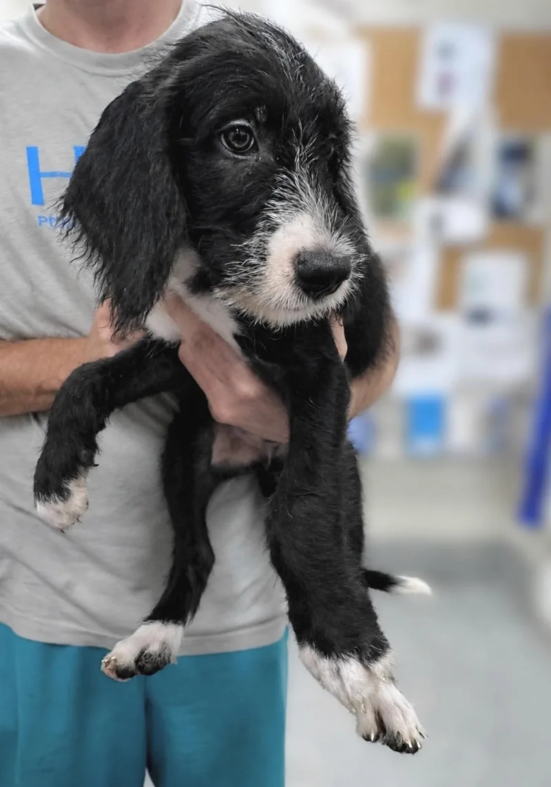 Oreo