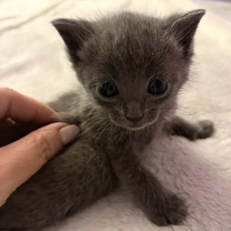 A baby small-sized male Gray / Blue / Silver Domestic Short Hair cat named Jack for adoption in Naperville, IL