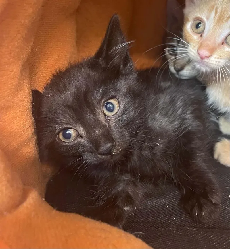 A baby medium-sized male Domestic Short Hair cat named Cozy Heart Penguin for adoption in Evansville, IN