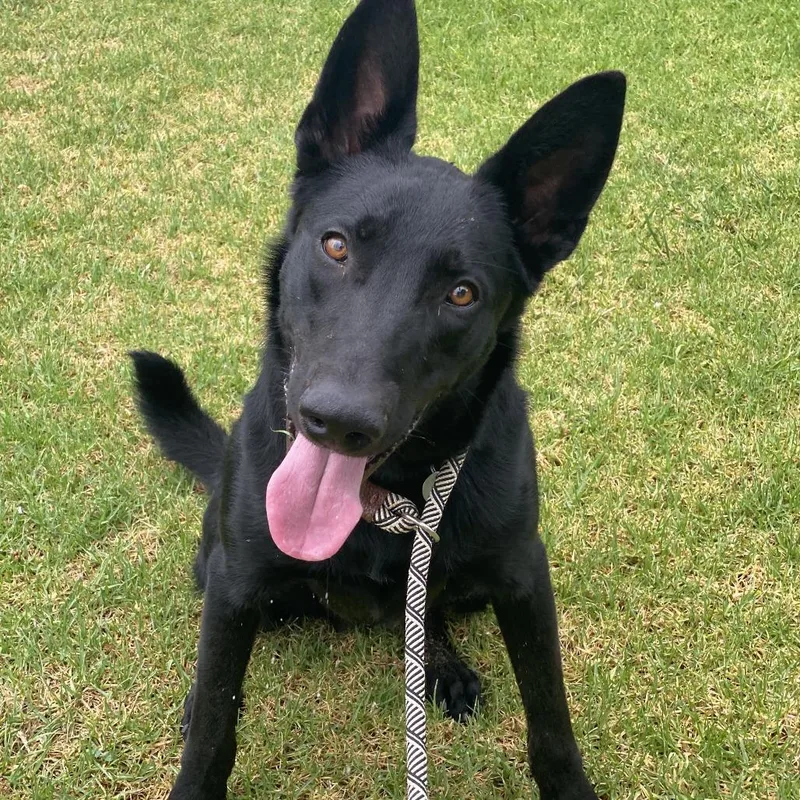 A young large-sized male Black German Shepherd Dog dog named Rango for adoption in Riverside, CA