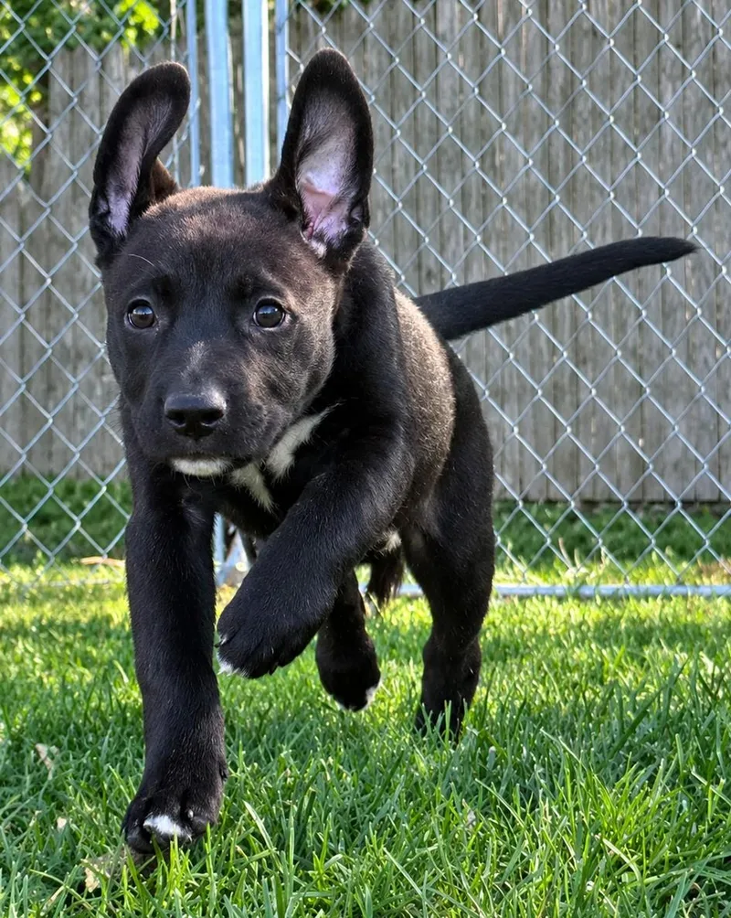 A baby medium-sized female Black American Staffordshire Terrier dog named Wybie for adoption in Grayslake, IL
