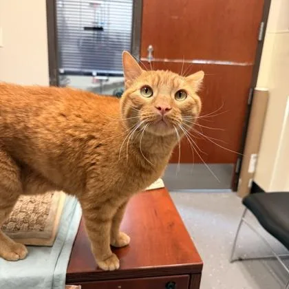 An adult small-sized male Domestic Short Hair cat named Whiskers Nelson for adoption in Merriam, KS