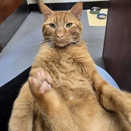 Whiskers Nelson thumbnail 2