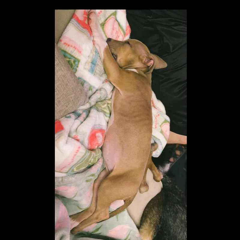 A baby medium-sized female Tricolor (Brown, Black, & White) Pit Bull Terrier dog named French Fry for adoption in Naperville, IL