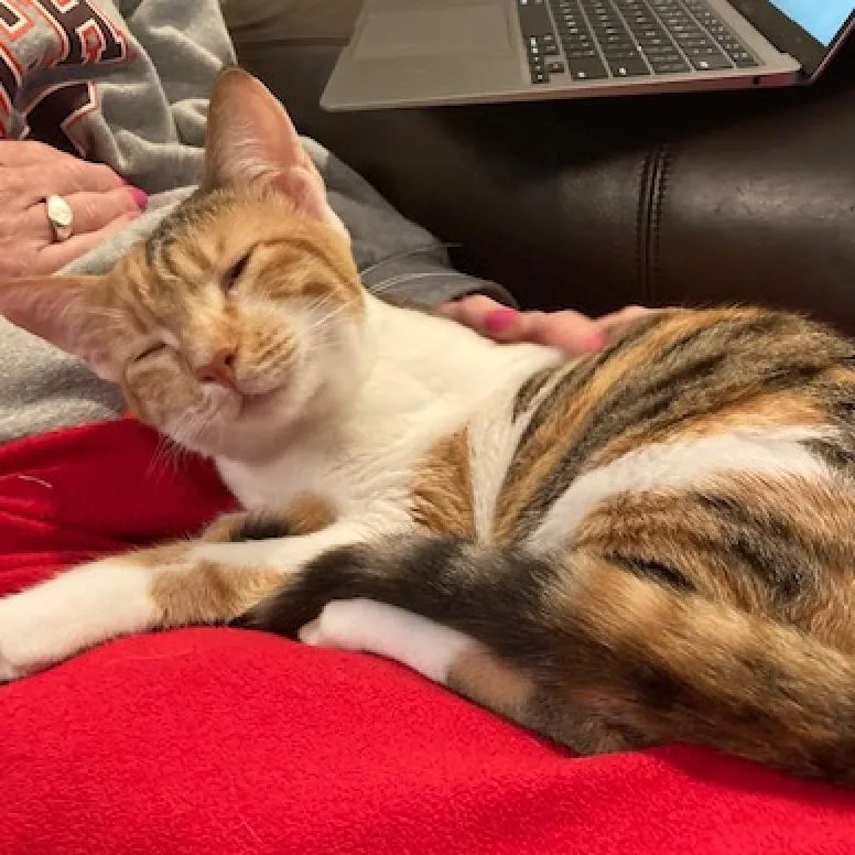 An adult small-sized female Calico Domestic Short Hair cat named Luna Moon Kuwait for adoption in Merrifield, VA